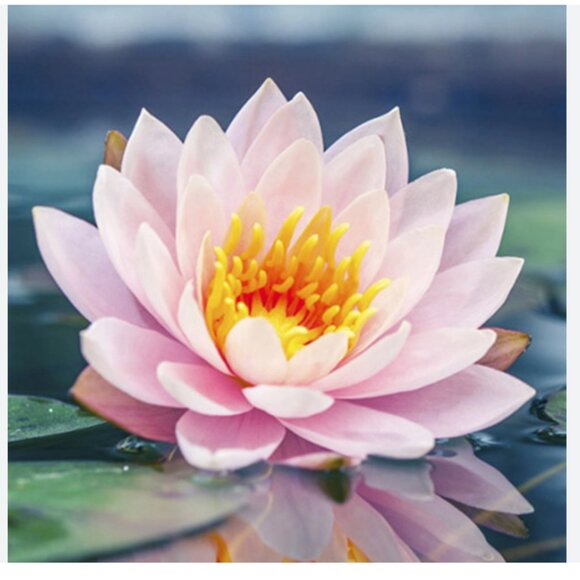 Meet your Posher, Patricia - Picture 1 of 1